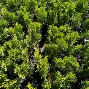 Emerald Green Arborvitae Live Plant – 3.5 inch Pot – 6-15 inches Tall – Outdoor Shrub - Image 4