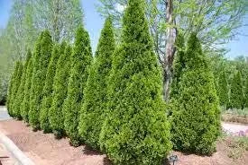 Emerald Green Arborvitae Live Plant – 3.5 inch Pot – 6-15 inches Tall – Outdoor Shrub - Image 1