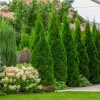 Emerald Green Arborvitae Live Plant – Thuja occidentalis – 4-10 in Tall, 4 in Pot – Outdoor Evergreen Privacy Screen - Image 1