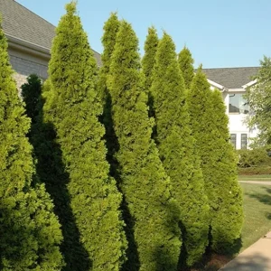 Emerald Green Arborvitae Live Plant – Thuja occidentalis – 4-10 in Tall, 4 in Pot – Outdoor Evergreen Privacy Screen - Image 2