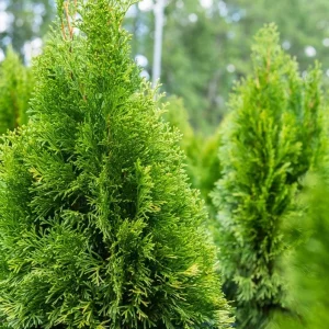 Emerald Green Arborvitae Live Plant – Thuja occidentalis – 2.5 Inch Pot, 6-12 Inches Tall, Outdoor Privacy Shrub - Image 4