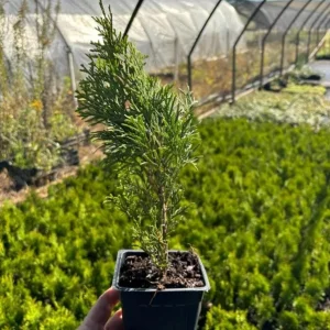 Emerald Green Arborvitae Live Plant – Thuja occidentalis – 4-10 in Tall, 4 in Pot – Outdoor Evergreen Privacy Screen - Image 5