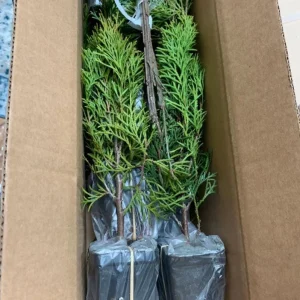 Emerald Green Arborvitae Live Plant – Thuja occidentalis – 2.5 Inch Pot, 6-12 Inches Tall, Outdoor Privacy Shrub - Image 5