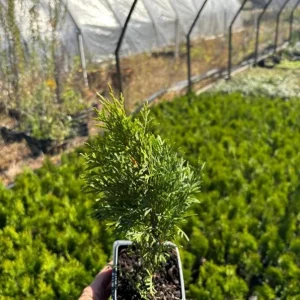 Emerald Green Arborvitae Live Plant – Thuja occidentalis – 4-10 in Tall, 4 in Pot – Outdoor Evergreen Privacy Screen - Image 6