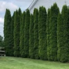 Emerald Green Arborvitae Live Tree - 12-18" Tall, 1 Gallon Pot - Outdoor Evergreen - Image 1