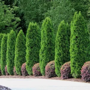 Emerald Green Arborvitae Live Tree - 12-18