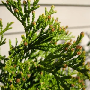 Emerald Green Arborvitae Live Tree - 12-18