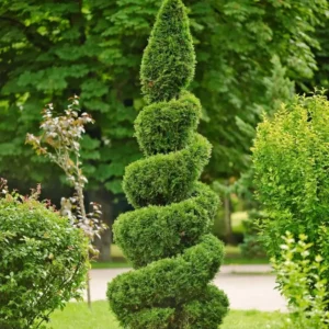 Emerald Green Arborvitae Live Tree - 12-18