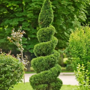 Emerald Green Arborvitae Live Tree - 6-12