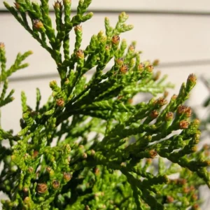 Emerald Green Arborvitae Live Tree - 6-12