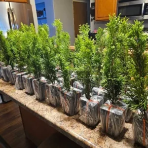 Emerald Green Arborvitae Live Tree - 6-12