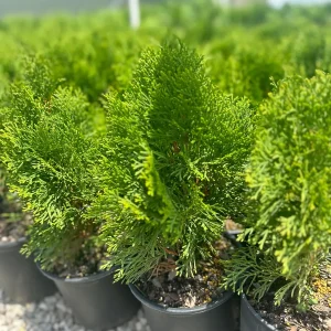 Emerald Green Arborvitae Tree Live Plant – 1 Gallon Pot – Outdoor Evergreen Privacy Hedge - Image 2