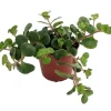 Emerald Green Sedum Live Plant – Sedum spurium Makinoi – 2.5" Pot - Image 1