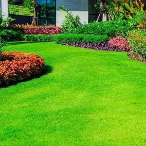 Emerald Zoysia Grass Seeds - 250 Seeds - Premium Lawn Turf, Drought & Heat Tolerant - Image 1