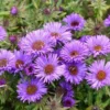 England Aster Lavender Live Plant Plug - 3-6" Tall - Hardy Perennial Flower - Image 1