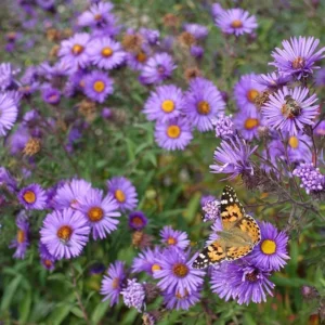 England Aster Lavender Live Plant Plug - 3-6