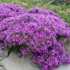 England Aster Lavender Live Plant Plug - 3-6