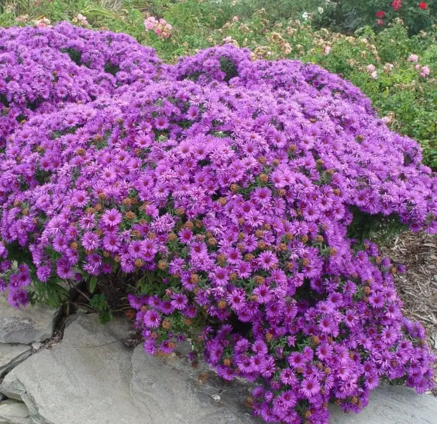 England Aster Lavender Live Plant Plug - 3-6" Tall - Hardy Perennial Flower - Image 4