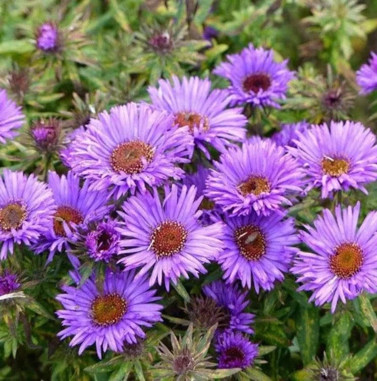 England Aster Lavender Live Plant Plug - 3-6" Tall - Hardy Perennial Flower - Image 1
