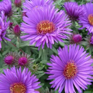 England Aster Lavender Live Plant Plugs - 3-6