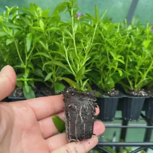 England Aster Lavender Live Plant Plugs - 3-6