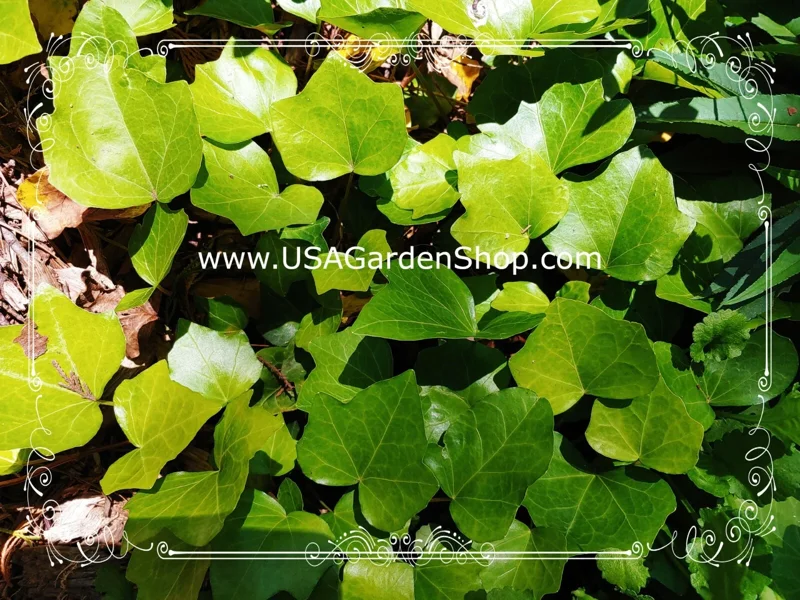English Ivy Live Cuttings - 10 Hedera Helix Cuttings for Indoor & Outdoor - Image 10