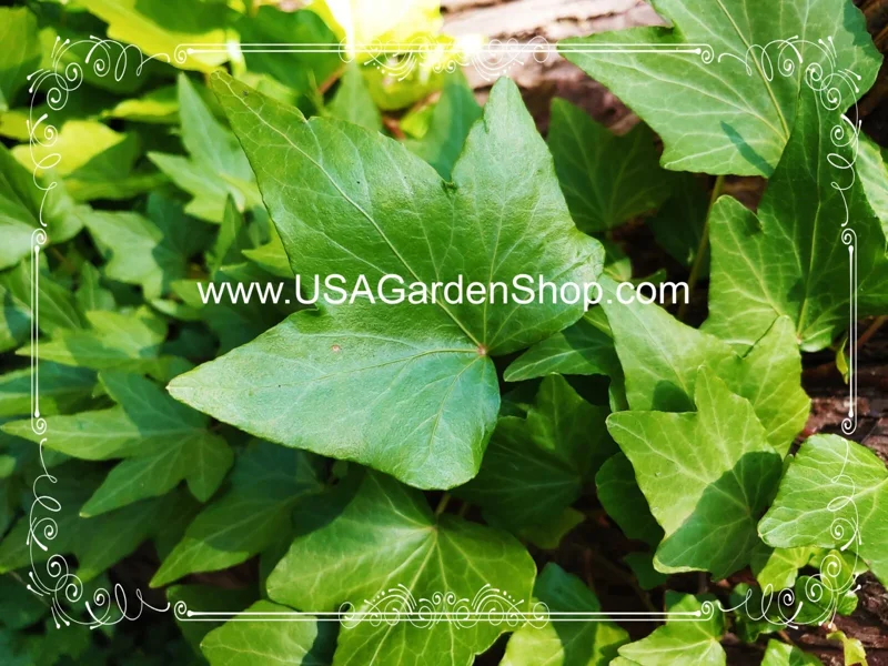 English Ivy Live Cuttings - 10 Hedera Helix Cuttings for Indoor & Outdoor - Image 11