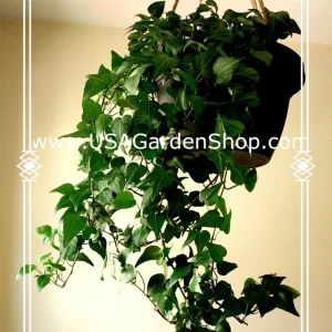 English Ivy Live Cuttings - 10 Hedera Helix Cuttings for Indoor & Outdoor - Image 3