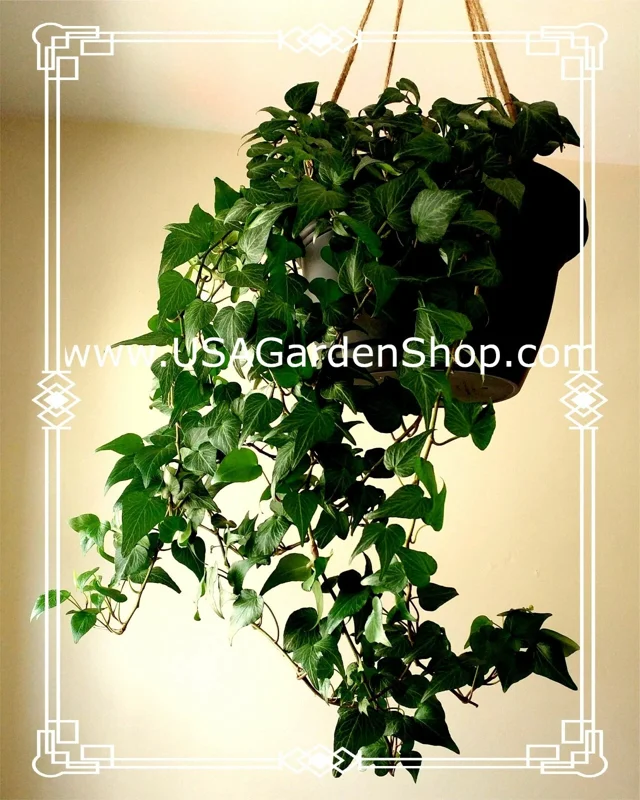 English Ivy Live Cuttings - 10 Hedera Helix Cuttings for Indoor & Outdoor - Image 3