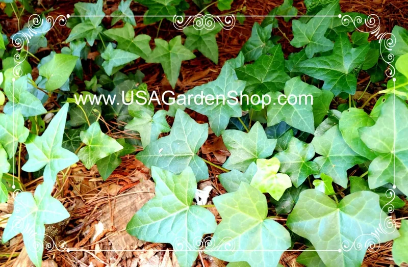 English Ivy Live Cuttings - 10 Hedera Helix Cuttings for Indoor & Outdoor - Image 9