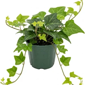 English Ivy Live Plant – 4 inch Pot – Classic Trailing Houseplant – Indoor/Outdoor - Image 2