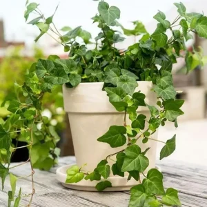 English Ivy Live Plant – 4 inch Pot – Classic Trailing Houseplant – Indoor/Outdoor - Image 5