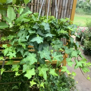 English Ivy Live Plant – 4 inch Pot – Classic Trailing Houseplant – Indoor/Outdoor - Image 1