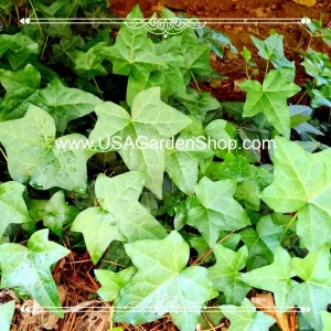 English Ivy Live Plant – Hedera Helix – Fast Grow Climbing Evergreen – 15 Cuttings – Indoor/Outdoor - Image 6