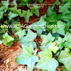 English Ivy Live Plant – Hedera Helix – Fast Grow Climbing Evergreen – 15 Cuttings – Indoor/Outdoor - Image 8