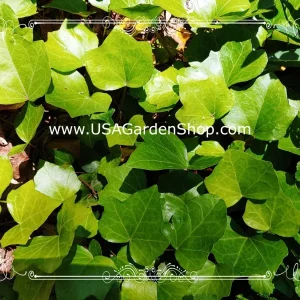 English Ivy Live Plant – Hedera Helix – Fast Grow Climbing Evergreen – 15 Cuttings – Indoor/Outdoor - Image 9