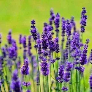 English Lavender Seeds - 1200+ Heirloom Lavandula Herb Seeds - Perennial, Purple Flowers - Indoor & Outdoor Use - Image 3
