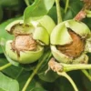 English Walnut Live Plant - 3 Trees, Up to 2 ft Tall - Juglans regia Nut Tree - Image 1