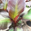 Ensete Maurelii Red Banana Live Plant - Tropical Starter Houseplant - Image 1