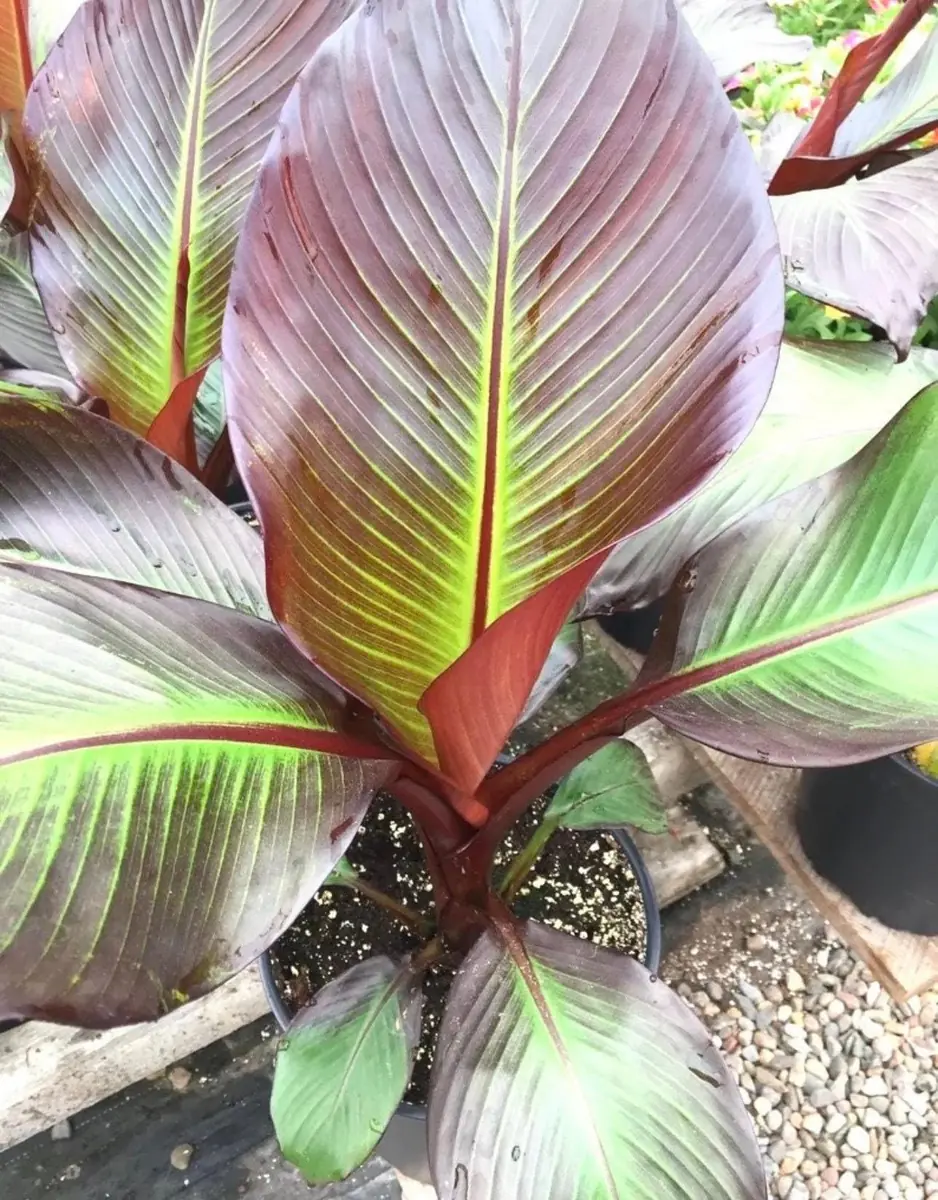 Ensete Maurelii Red Banana Live Plant - Tropical Starter Houseplant - Image 1