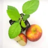 Envy Apple Tree Live Plant - 6-10 Inches Tall Sapling, Healthy - Image 1