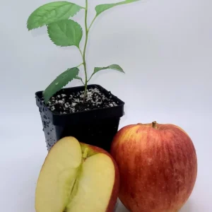 Envy Apple Tree Live Plant - 6-10 Inches Tall Sapling, Healthy - Image 2