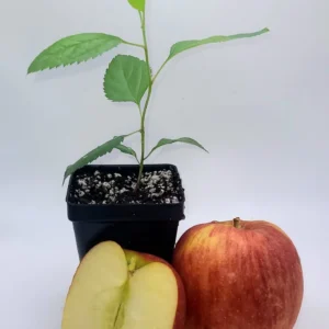 Envy Apple Tree Live Plant - 6-10 Inches Tall Sapling, Healthy - Image 3