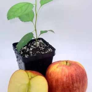 Envy Apple Tree Live Plant - 6-10 Inches Tall Sapling, Healthy - Image 6