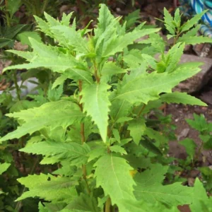 Epazote Live Plant – 4 Inch Potted Herb – Outdoor Mexican Cuisine - Image 2