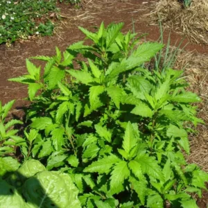 Epazote Live Plant – 4 Inch Potted Herb – Outdoor Mexican Cuisine - Image 1