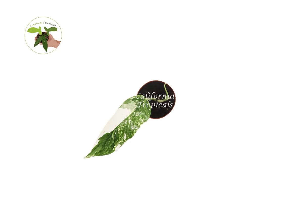 Epiperemnum Pinnatum Variegated Live Plant – 3 inch Pot – Indoor Vining Plant - Image 2