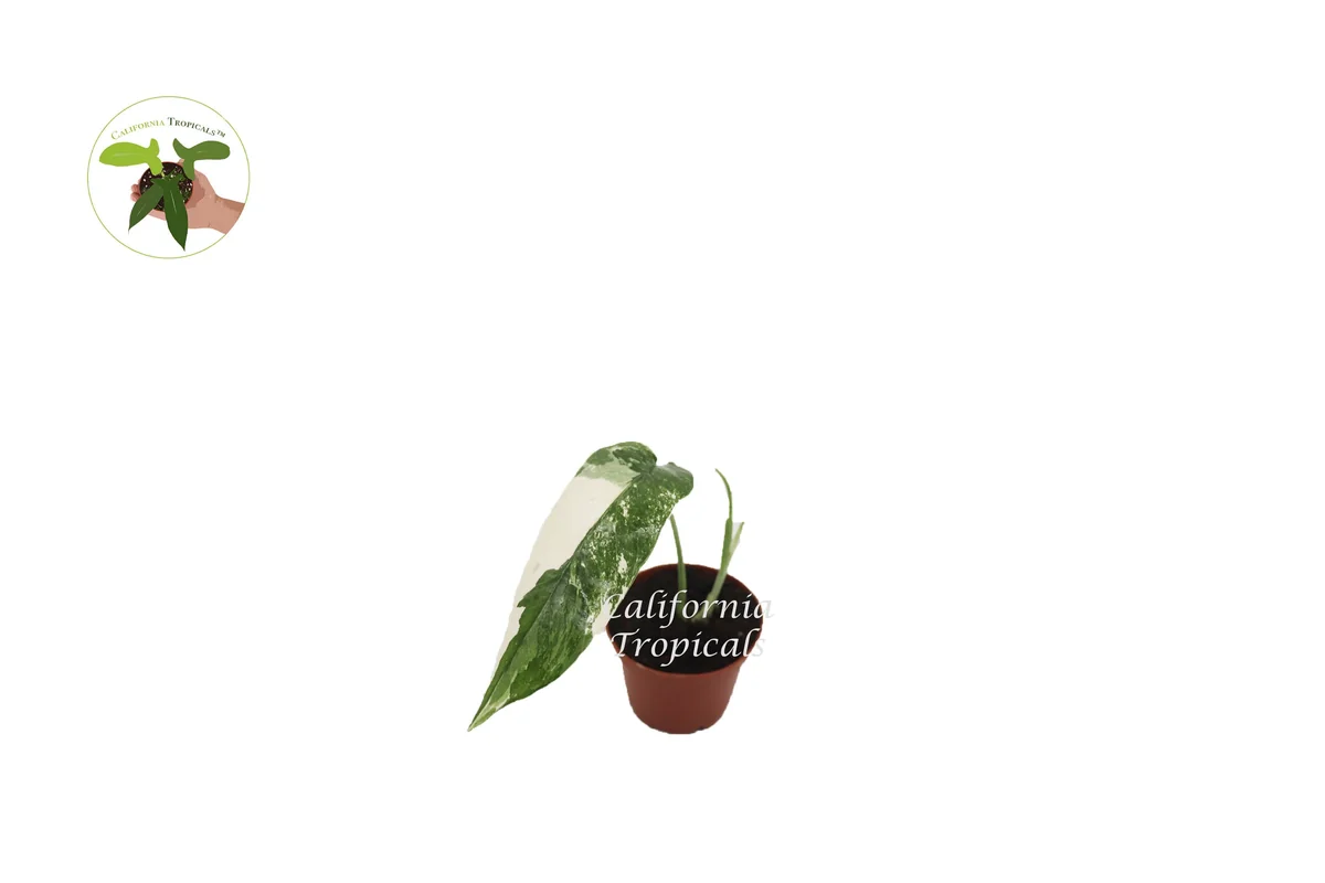 Epiperemnum Pinnatum Variegated Live Plant – 3 inch Pot – Indoor Vining Plant - Image 1