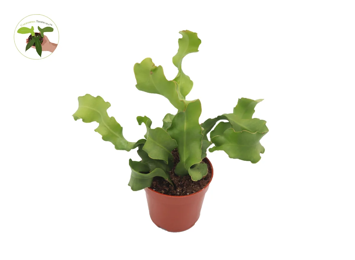 Epiphyllum Curly Sue Orchid Cactus Live Plant – 4 inch Pot – Indoor/Outdoor - Image 1