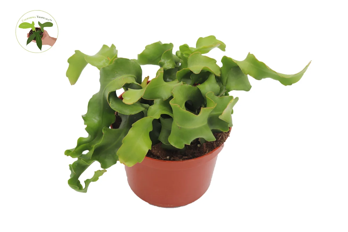Epiphyllum Curly Sue Orchid Cactus Live Plant – 6 inch Pot – Indoor - Image 1